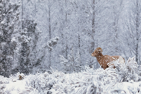Snow RAM