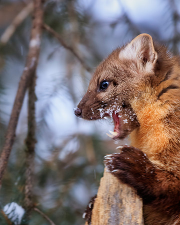Pine Marten well armed