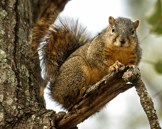 Got any spare nuts?