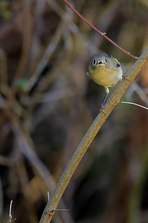 Bird in the Bush