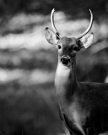 BW Buck