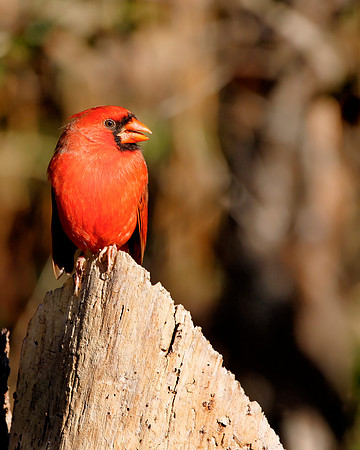 Cardinal