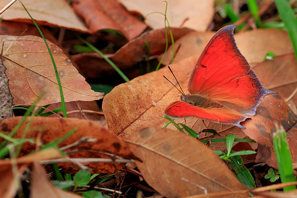 Moth