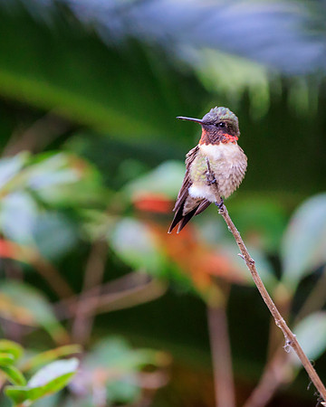 SummerHummer