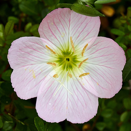 Pink Flat