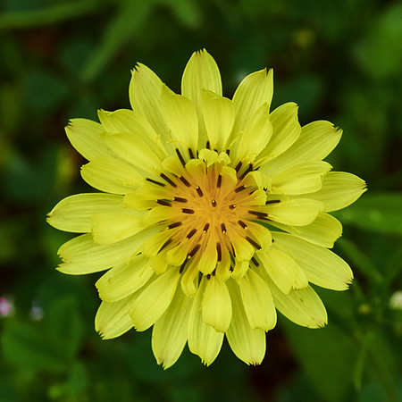 Yellow Face
