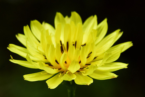 Yellow Horizontal