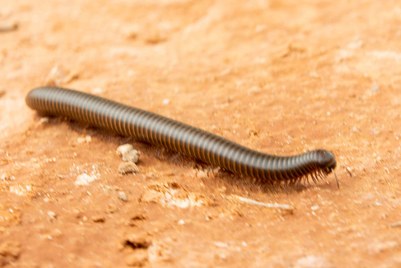 Millipede