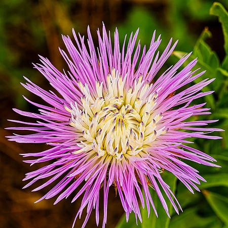 Thistle Bloom