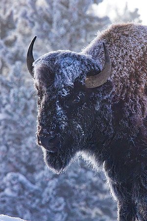 Backlight Bison