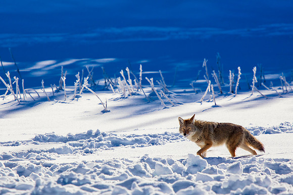Backlit Coyote