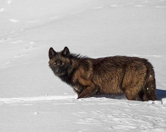 Black Wolf Snow