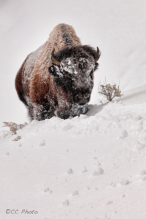 Bison on the mountain