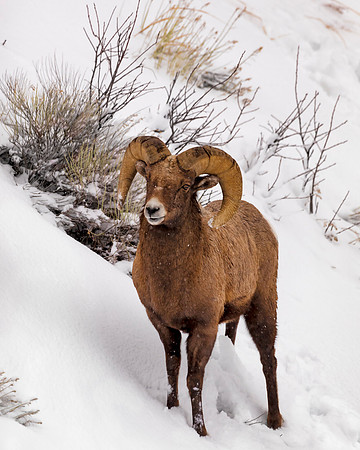 Ram on Snow Hill