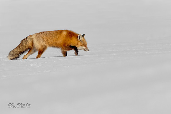 Red Fox Walking