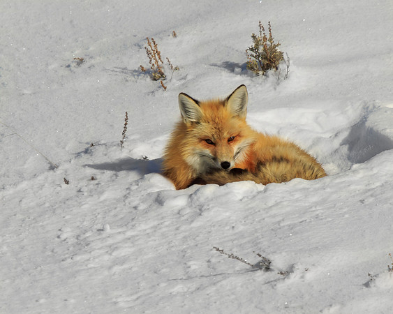 Red Fox Napping