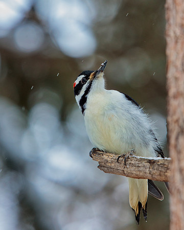 Hairy Woodpecker