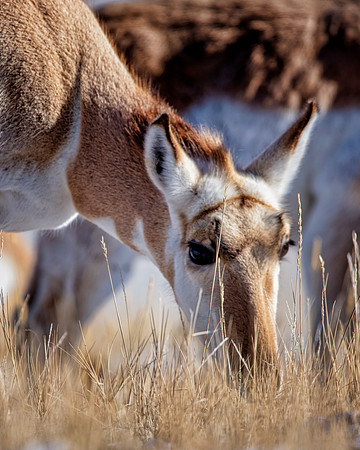 Ms Pronghorn