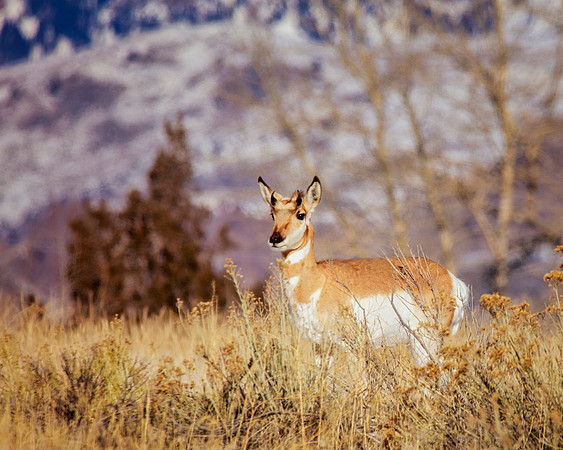 Pronghorn Young Buck