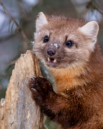 Pine Martin 5