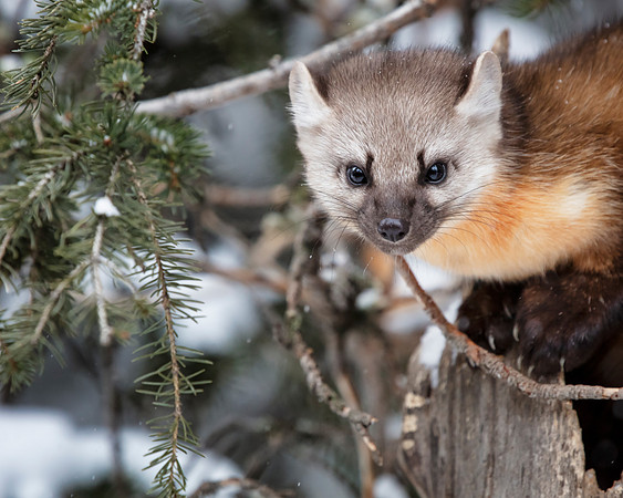 Pine Martin 4