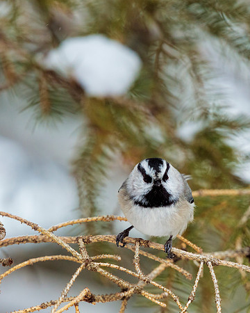 Yellowstone Chickadee