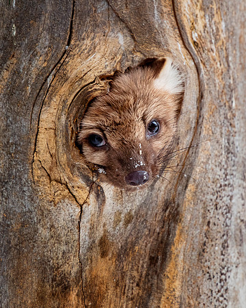 Pine Martin 6