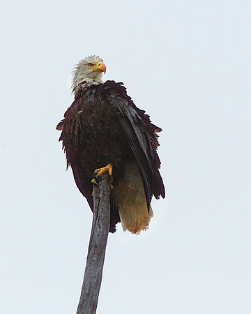 Chilkat Eagle