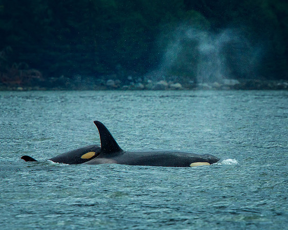 Orca Mom and Calf