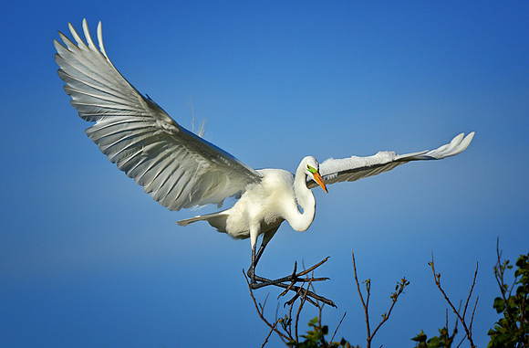 Treetop Landing