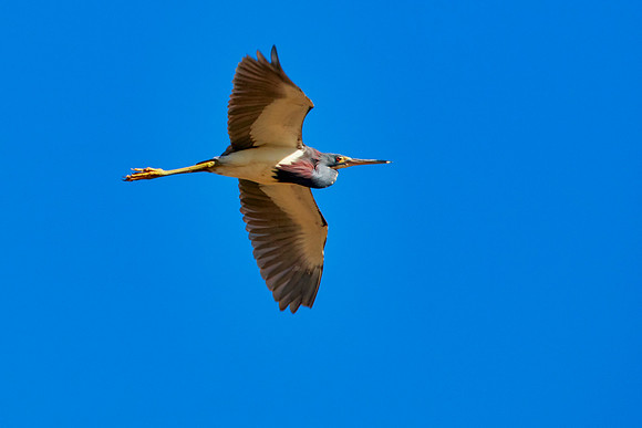 Tricolor Heron in Flight