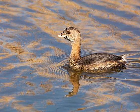 Pied Billed Grebe