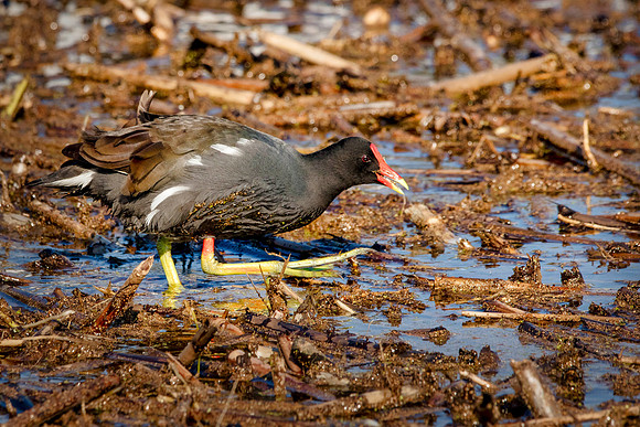 Common Moorhen