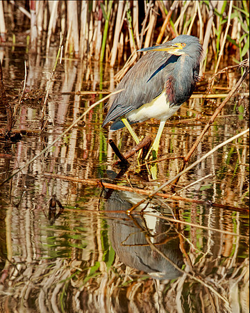 Tricolor Heron