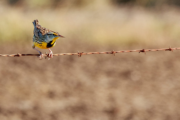 Western Meadowlark