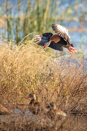 Whistling Duck Landing