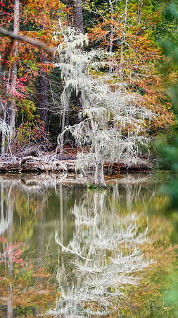 Fall in the Big Thicket 4