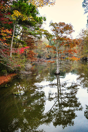 Fall in the Big Thicket 3