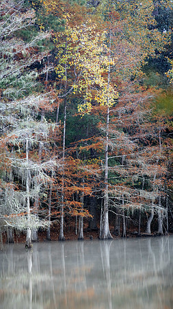 Fall in the Big Thicket 2 sm