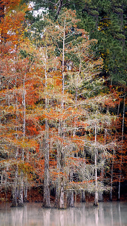 Fall Color in the Big Thicket xxtrasm