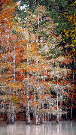 Fall Color in the Big Thicket xtrasm