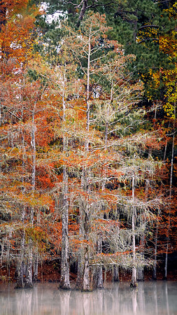 Fall Color in the Big Thicketsm