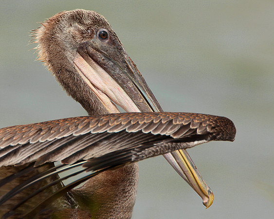 Galveston Pelican
