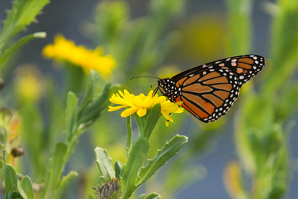 Monarch at the beach