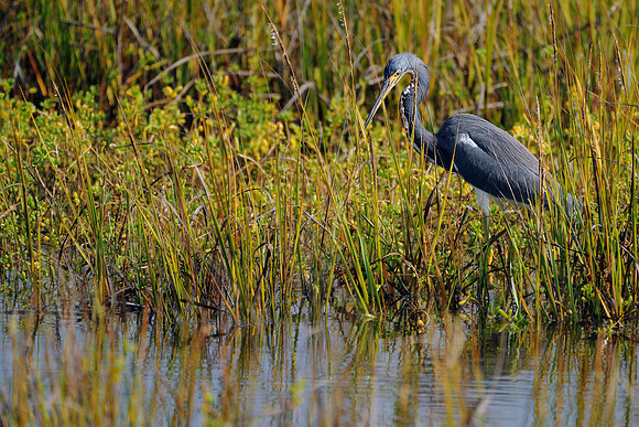 Fall Color in the SaltMarsh