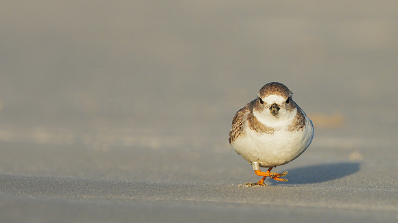 PipingPlover MontanaBand