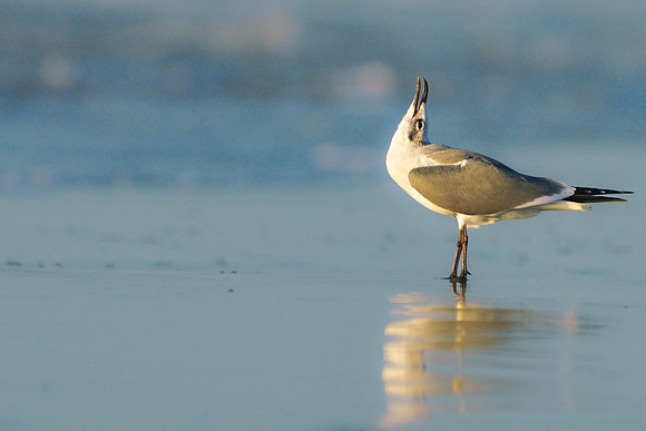 ProudGull