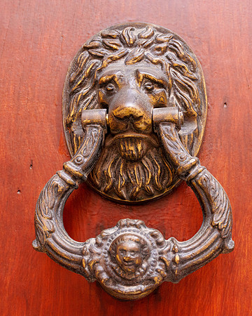 LION1