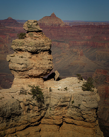 Duck on a Rock