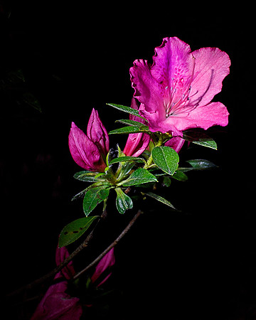 Azalea Night